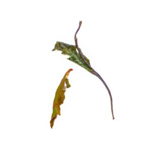右心白茶叶底