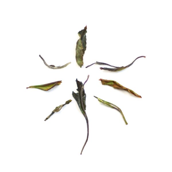 右心白茶干茶