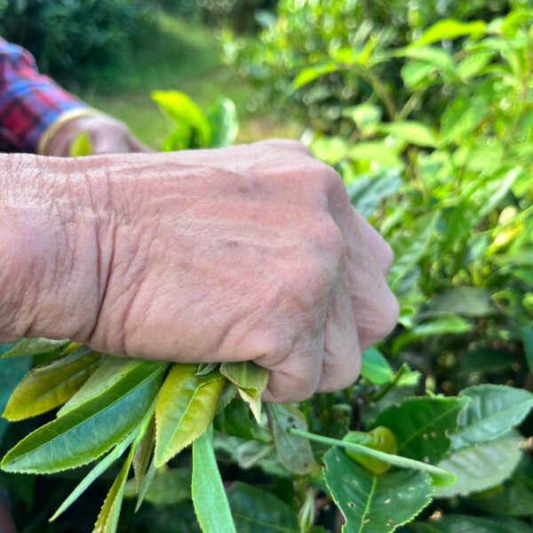 采摘茶叶的手