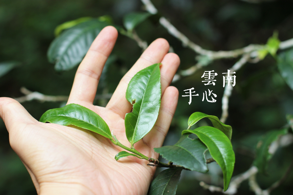 中国茶叶安全吗？全面解析中国的农药管控体系