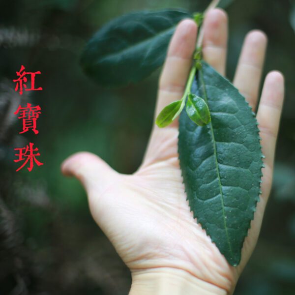 red pearls wulong tea